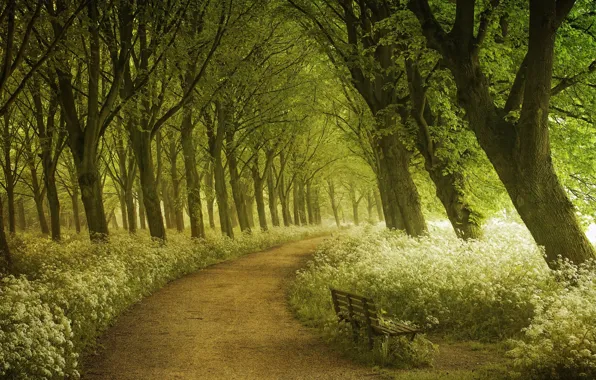 Лес, лето, свет, деревья, весна, Амстердам, фотограф, дорожка