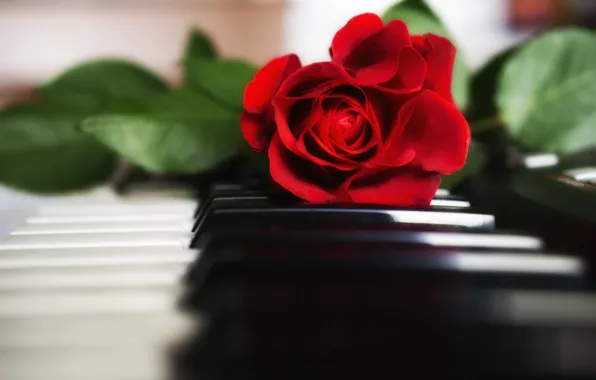 Картинка роза, клавиши, пианино, красная