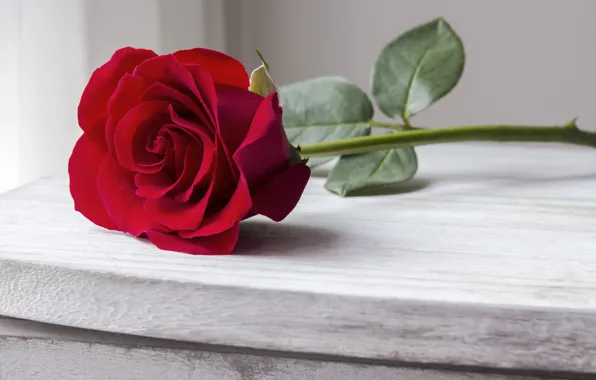 Розы, бутон, red, rose, красная роза, wood, beautiful, romantic