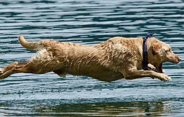Картинка вода, прыжок, собака