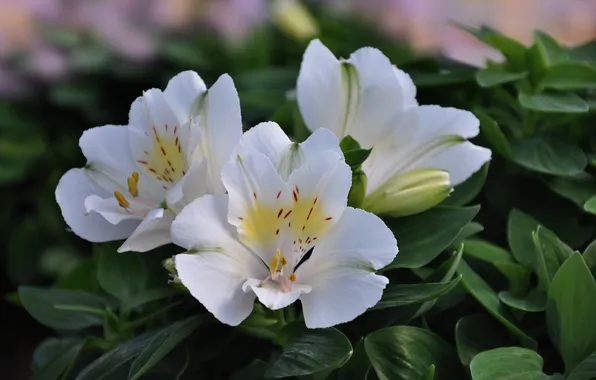 Картинка цветы, куст, цветение, flowers, Bush, bloom, Альстромерия, Alstroemeria