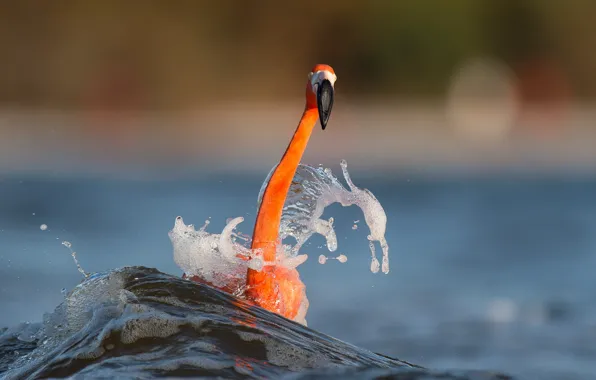 Sea, splash, wave, wildlife, flamingo