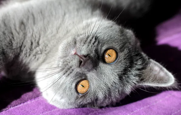 Кошка, кот, взгляд, морда, свет, поза, котенок, серый