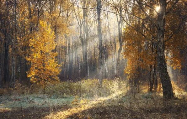 Осень, лес, солнце, лучи, свет, туман, поляна, утро