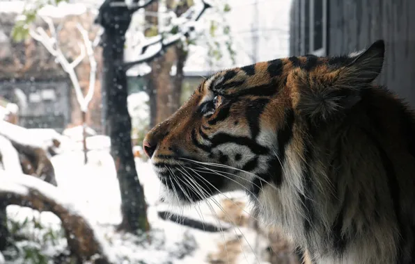 Зима, морда, снег, тигр, хищник, профиль, мех, дикая кошка