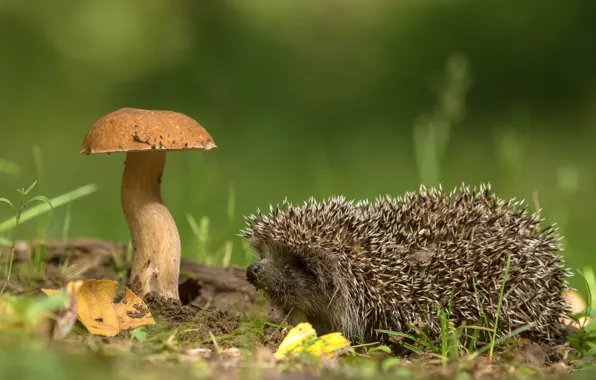 Картинка природа, гриб, ёжик, Андрей Киселёв