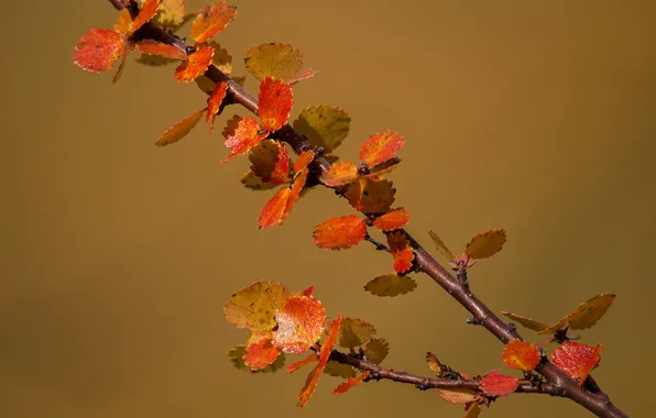 Осень, листья, ветка