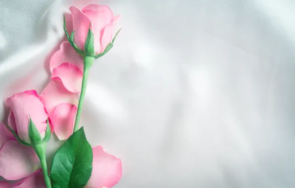 Цветы, розы, лепестки, шелк, розовые, бутоны, fresh, pink