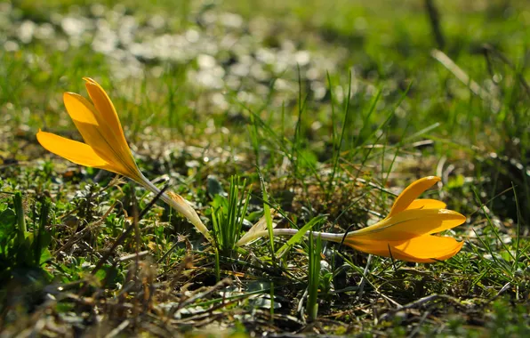 Flower, spring, crocus