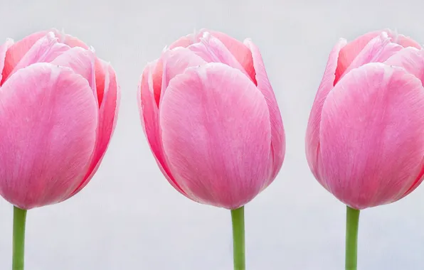 Макро, лепестки, тюльпаны