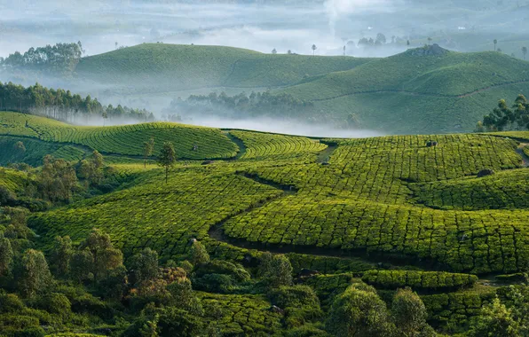 Картинка panorama, tea, plantation, india, kerala, estate, assam, munnar