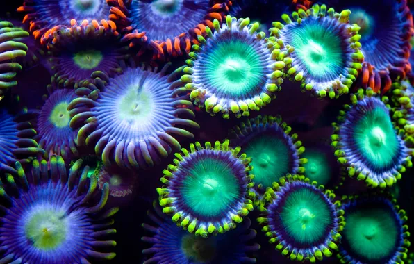 Причудливость, разноцветно, подводные растения