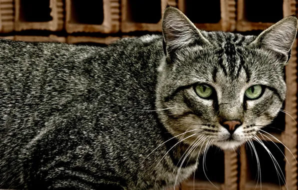 Look, colorful coat, cat whiskers