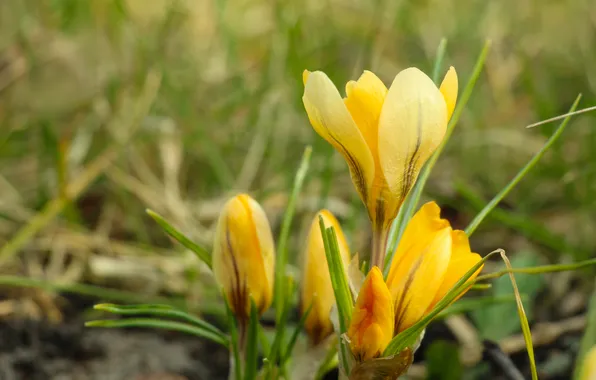Flower, yellow, spring, crocus