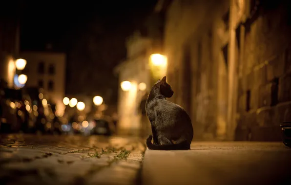 Картинка дорога, кошка, кот, ночь, город, огни, улица, брусчатка