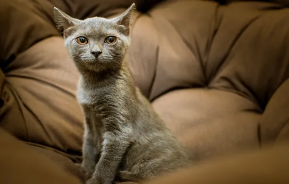 Картинка кошка, взгляд, котенок, серый, портрет