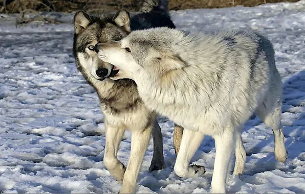 Nature, snow, predator, face, animal, wolf, wildlife, portrait