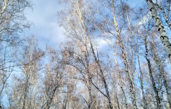 Небо, облака, деревья, голубое, высота, день, березы, зимнее небо