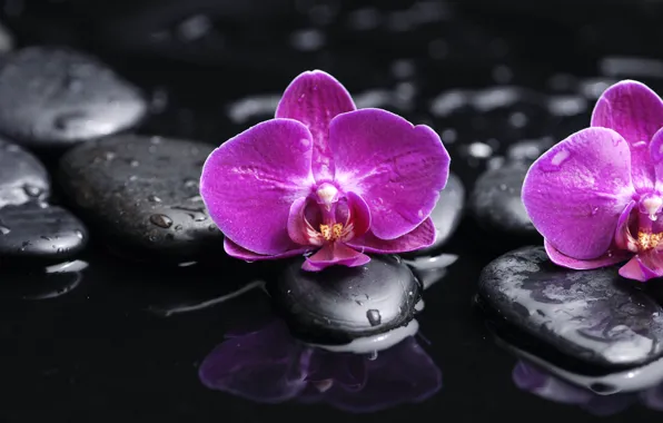 Вода, капли, цветы, нежность, красота, лепестки, орхидеи, фиолетовая