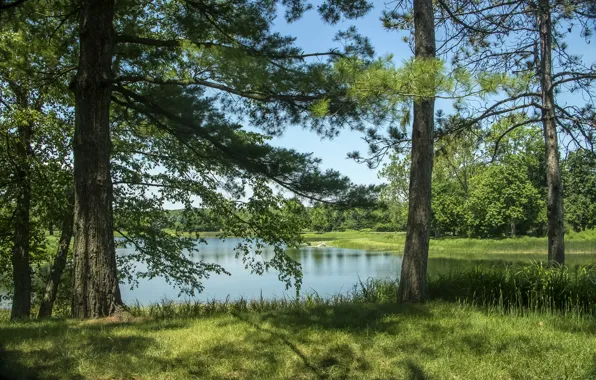 Картинка лето, трава, деревья, озеро, США, Northern Illinois, Morton Arboretum