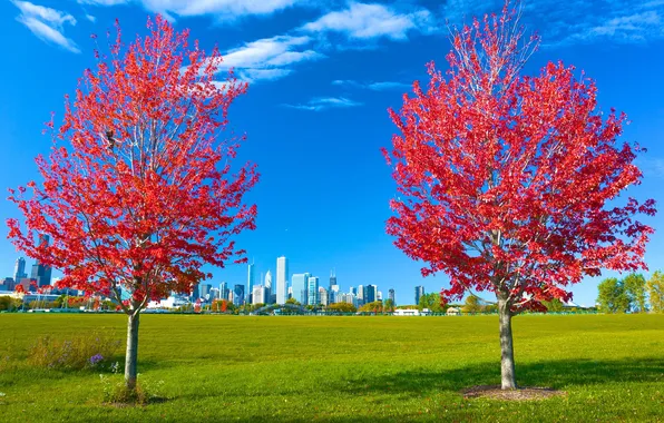 Картинка осень, трава, листья, деревья, город, парк, Чикаго, США