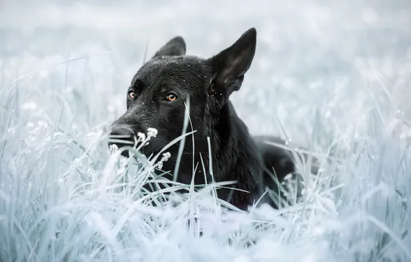 Взгляд, друг, собака