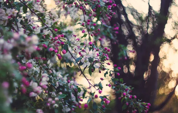 Природа, сад, яблоня