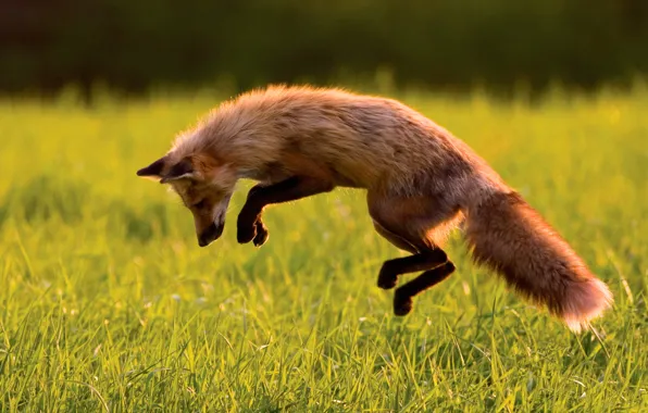 Картинка прыжок, лиса, охота, лисица