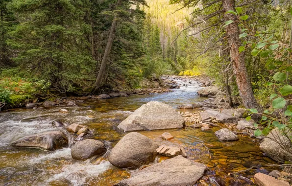 Лес, деревья, река, камни, National Park, Rocky Mountain
