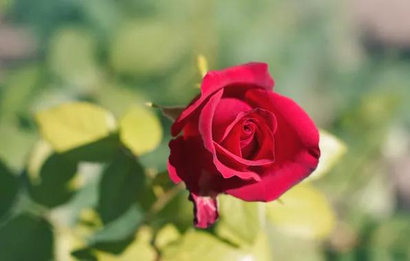 Картинка листья, цветы, красный, фон, розы, бутоны, алая, боке