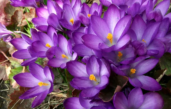 Цветы, весна, сад, крокусы, клумба, полянка, много, вид сверху