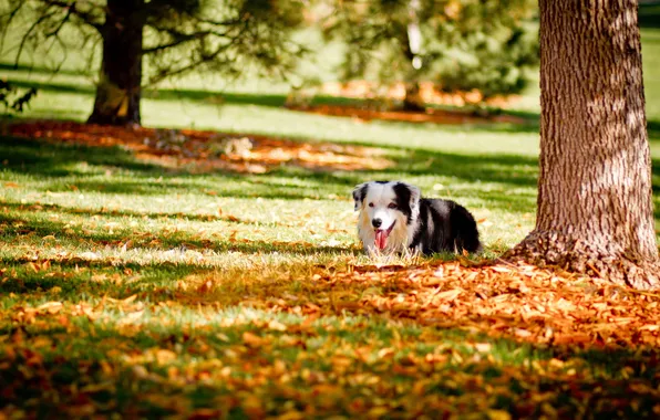 Картинка осень, парк, друг, собака