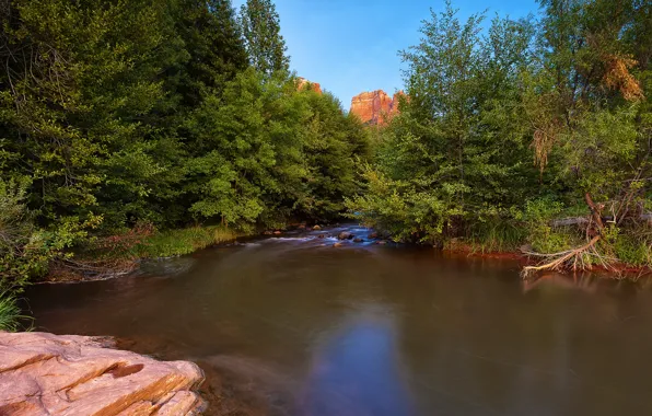 Картинка лес, деревья, пруд, trees, pond, Forest