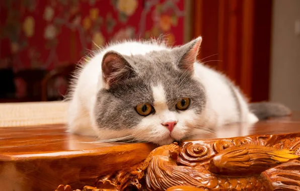 Кошка, кот, стол, мебель, лежит, мордашка, резьба, серый с белым