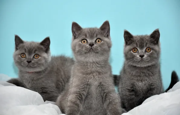 Картинка котята, серые, трое, Коты, британские, бирюзовый фон