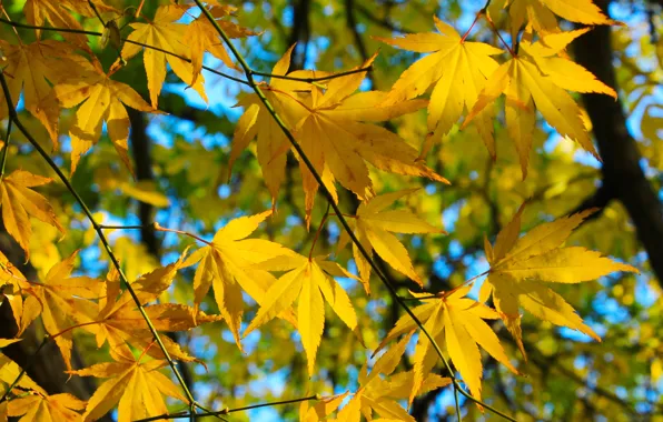Yellow, autumn, tree, leaf, fall