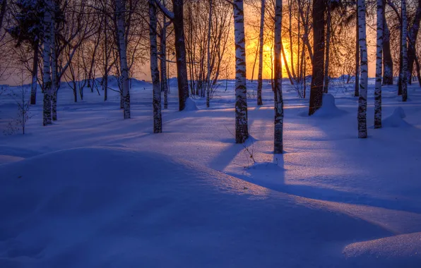 Картинка зима, лес, снег, деревья, закат
