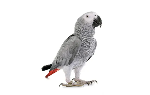 Картинка bird, parrot, white background