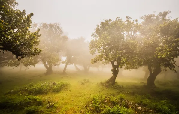 Зелень, деревья, туман, Сад, оливки