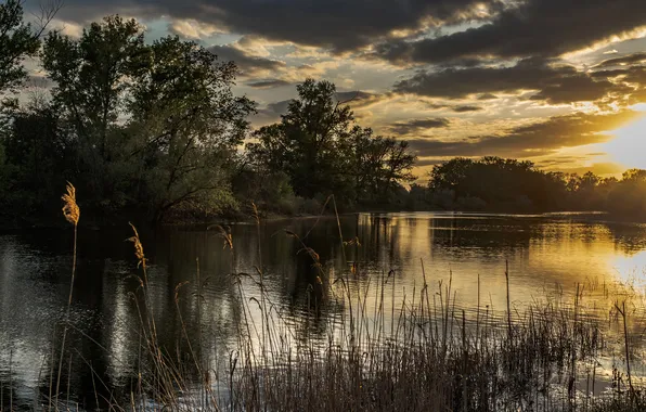 Trees, sunset, water