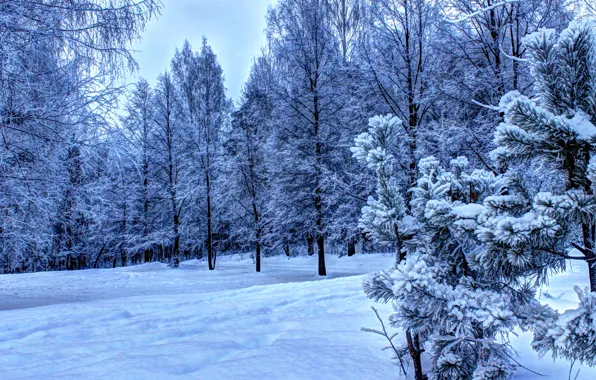Лес, Зима, снег., Ели