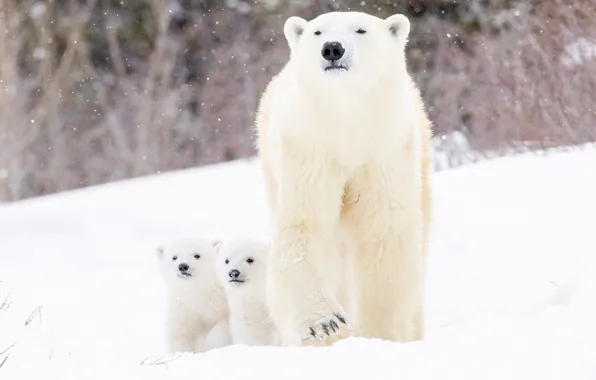Зима, снег, медвежата, медведица, детёныши, Белые медведи, два медвежонка, Полярные медведи