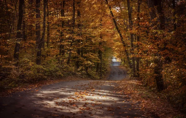 Картинка дорога, осень, лес