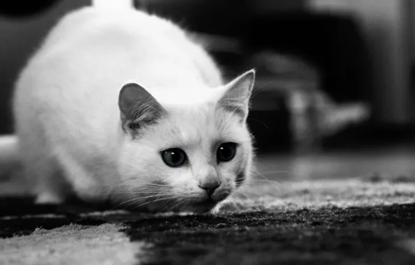 Глаза, кот, котенок, чёрно-белое, мордочка, уши, любопытство