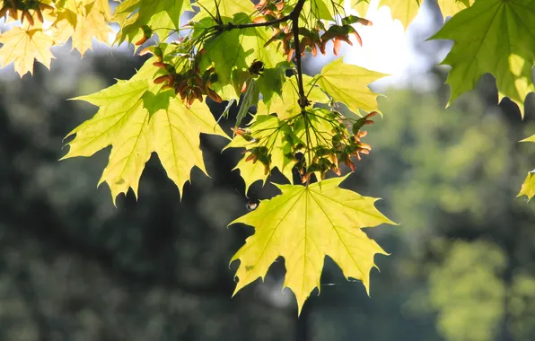 Leaf, plant, twig