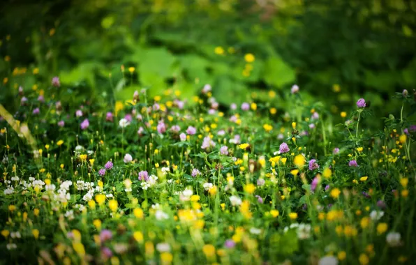 Лето, цветы, природа, поляна, bokeh, blurred