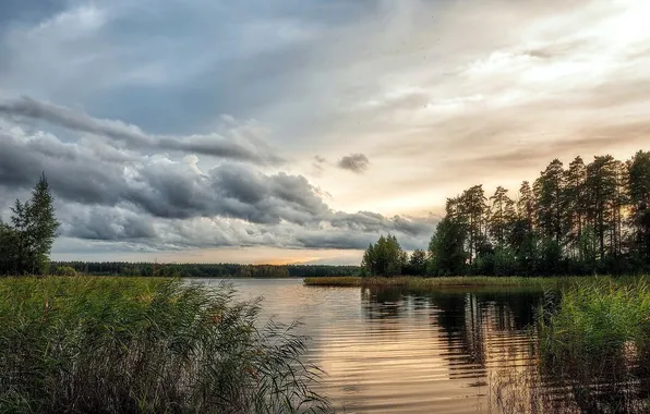 Лес, небо, облака, деревья, озеро, камыши