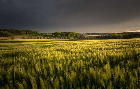 Картинка поле, лето, природа, вечер