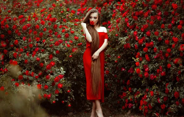 Картинка девушка, цветы, поза, розы, красное платье, длинные волосы, босая, розовые кусты