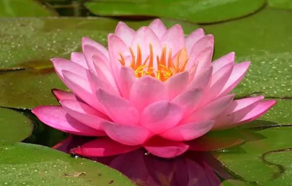 Water lily, Водяная лилия, Pink lily